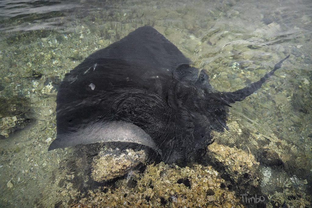 Photo of a smooth stingray in shallow water off a small coastal town in New South Wales, Australia. Pic by Tim Horan.